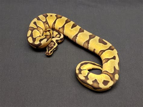 ball python enchi